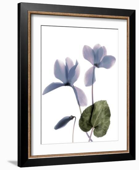 Xray Cyclamen-Judy Stalus-Framed Photographic Print