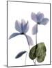 Xray Cyclamen-Judy Stalus-Mounted Photographic Print