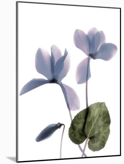 Xray Cyclamen-Judy Stalus-Mounted Photographic Print