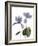 Xray Cyclamen-Judy Stalus-Framed Photographic Print