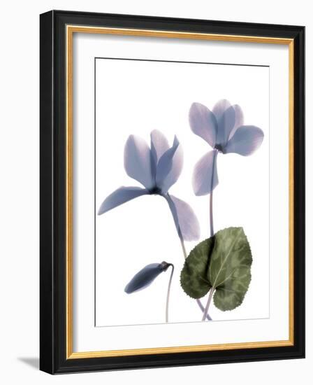 Xray Cyclamen-Judy Stalus-Framed Photographic Print