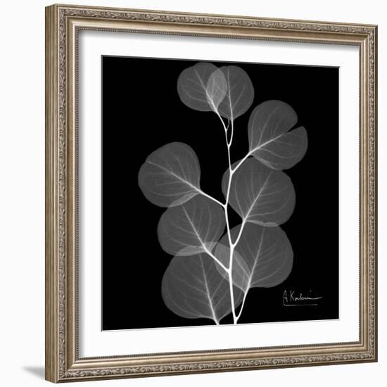 Xray Eucalyptus-Albert Koetsier-Framed Art Print