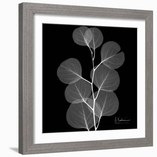 Xray Eucalyptus-Albert Koetsier-Framed Art Print