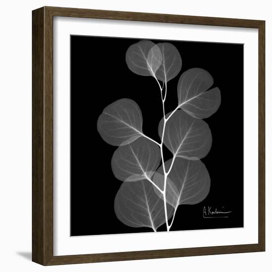Xray Eucalyptus-Albert Koetsier-Framed Art Print