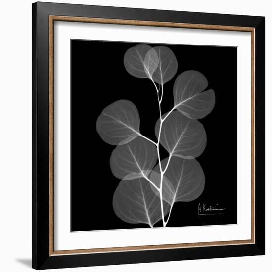 Xray Eucalyptus-Albert Koetsier-Framed Art Print