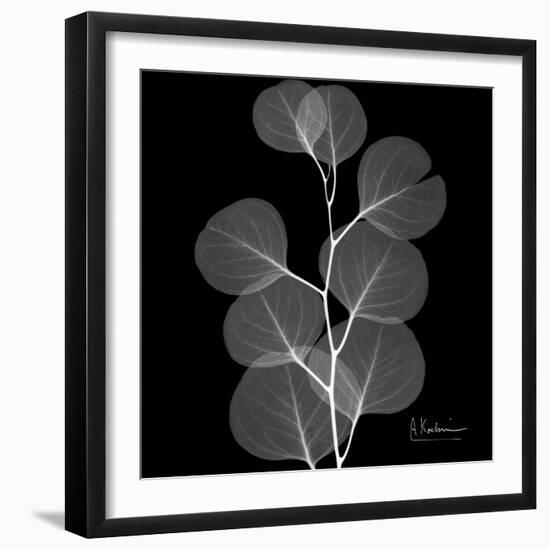 Xray Eucalyptus-Albert Koetsier-Framed Art Print