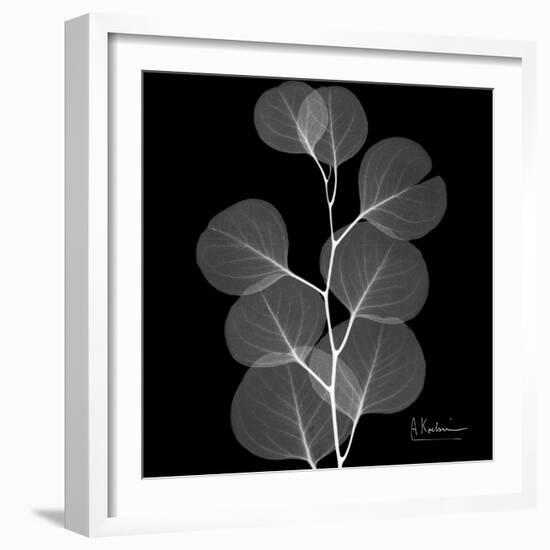 Xray Eucalyptus-Albert Koetsier-Framed Art Print