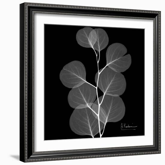 Xray Eucalyptus-Albert Koetsier-Framed Art Print