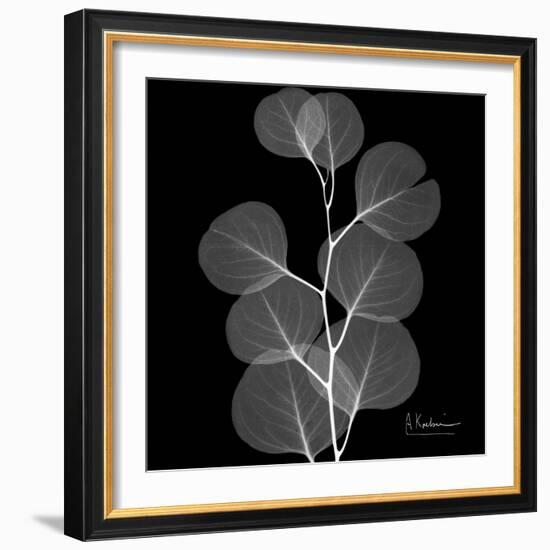 Xray Eucalyptus-Albert Koetsier-Framed Art Print