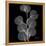 Xray Eucalyptus-Albert Koetsier-Framed Stretched Canvas