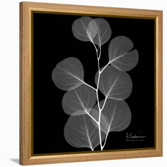 Xray Eucalyptus-Albert Koetsier-Framed Stretched Canvas