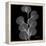 Xray Eucalyptus-Albert Koetsier-Framed Stretched Canvas