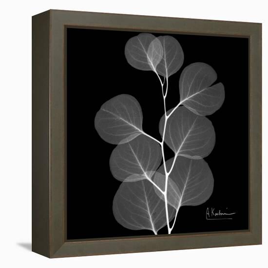 Xray Eucalyptus-Albert Koetsier-Framed Stretched Canvas