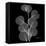 Xray Eucalyptus-Albert Koetsier-Framed Stretched Canvas