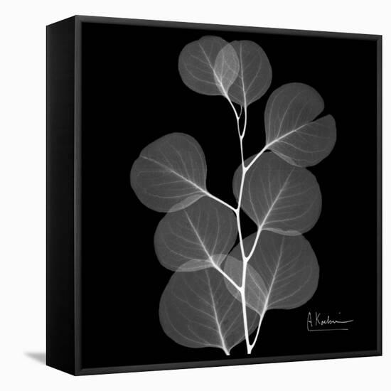 Xray Eucalyptus-Albert Koetsier-Framed Stretched Canvas