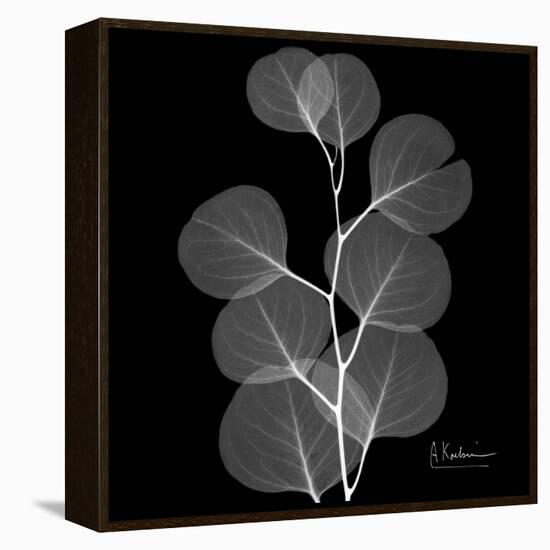 Xray Eucalyptus-Albert Koetsier-Framed Stretched Canvas