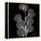 Xray Eucalyptus-Albert Koetsier-Framed Stretched Canvas