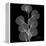 Xray Eucalyptus-Albert Koetsier-Framed Stretched Canvas