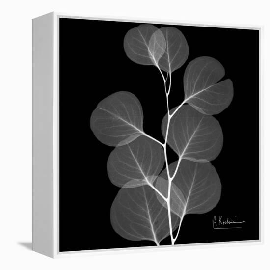 Xray Eucalyptus-Albert Koetsier-Framed Stretched Canvas