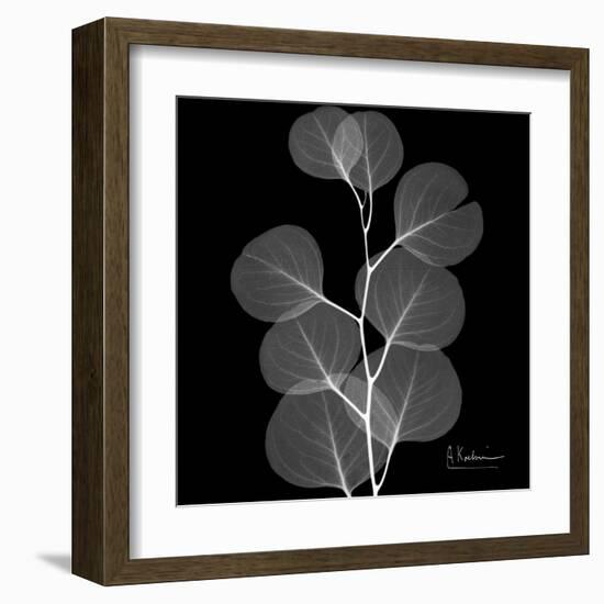 Xray Eucalyptus-Albert Koetsier-Framed Art Print