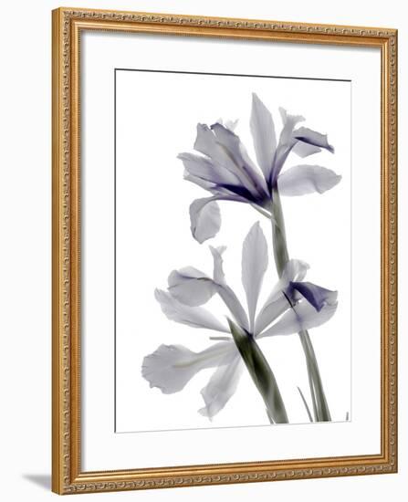 Xray Iris-Judy Stalus-Framed Photographic Print