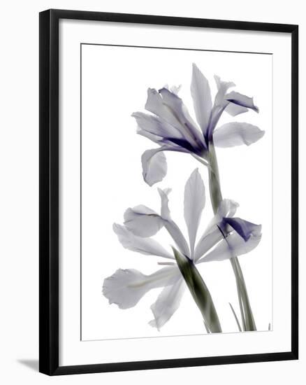 Xray Iris-Judy Stalus-Framed Photographic Print
