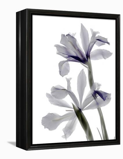 Xray Iris-Judy Stalus-Framed Premier Image Canvas