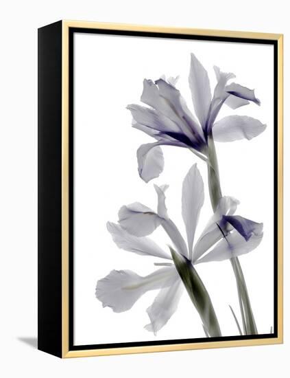 Xray Iris-Judy Stalus-Framed Premier Image Canvas