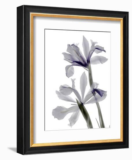 Xray Iris-Judy Stalus-Framed Premium Photographic Print