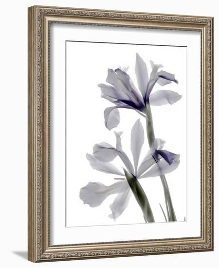 Xray Iris-Judy Stalus-Framed Photographic Print