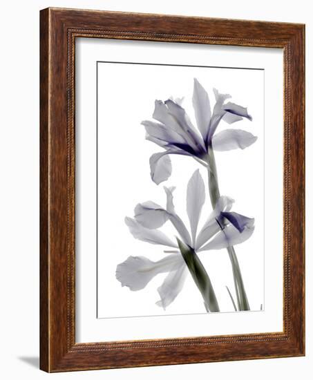 Xray Iris-Judy Stalus-Framed Photographic Print