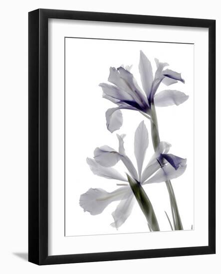 Xray Iris-Judy Stalus-Framed Photographic Print