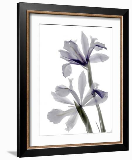 Xray Iris-Judy Stalus-Framed Photographic Print