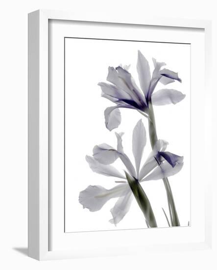 Xray Iris-Judy Stalus-Framed Photographic Print