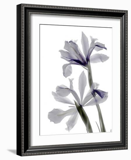 Xray Iris-Judy Stalus-Framed Photographic Print