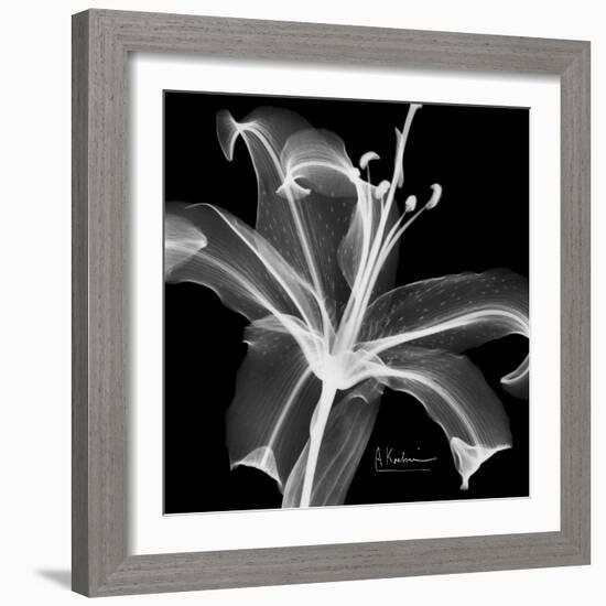 Xray Lily-Albert Koetsier-Framed Art Print