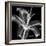 Xray Lily-Albert Koetsier-Framed Art Print