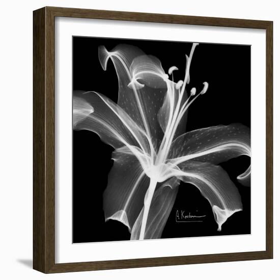 Xray Lily-Albert Koetsier-Framed Art Print