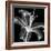 Xray Lily-Albert Koetsier-Framed Art Print