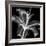 Xray Lily-Albert Koetsier-Framed Art Print