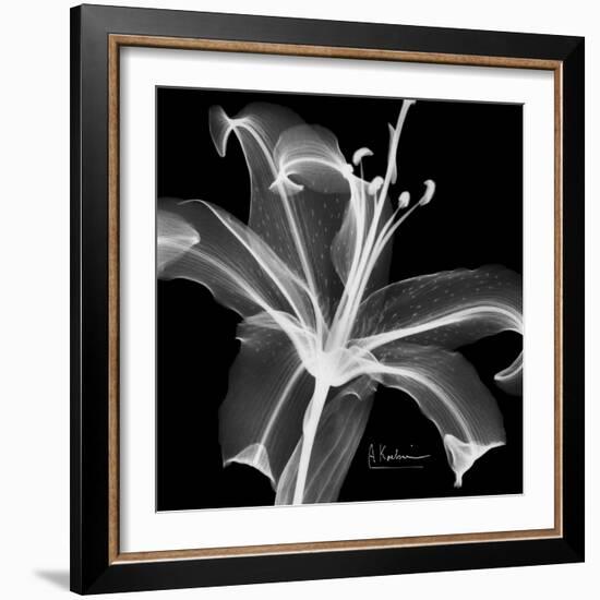 Xray Lily-Albert Koetsier-Framed Art Print