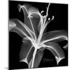 Xray Lily-Albert Koetsier-Mounted Art Print