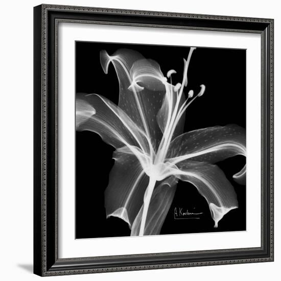 Xray Lily-Albert Koetsier-Framed Art Print