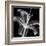 Xray Lily-Albert Koetsier-Framed Art Print