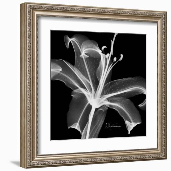 Xray Lily-Albert Koetsier-Framed Art Print