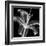 Xray Lily-Albert Koetsier-Framed Art Print