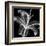 Xray Lily-Albert Koetsier-Framed Art Print