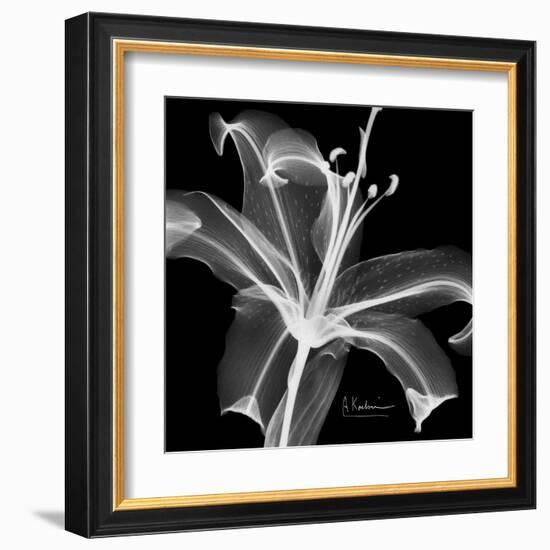 Xray Lily-Albert Koetsier-Framed Art Print