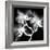 Xray Orchid-Albert Koetsier-Framed Art Print