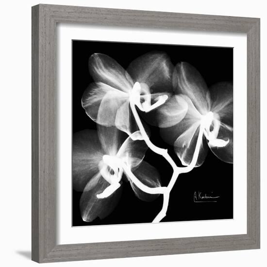 Xray Orchid-Albert Koetsier-Framed Art Print